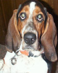 Shiloh